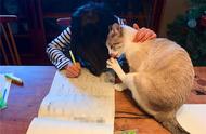 暹罗猫阻止主人写作业，但主人毫不动摇，网友：真是个天才