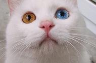 揭秘猫咪的“鸳鸯眼”：你知道多少？