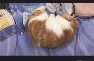 加菲猫疯狂撕扯枕巾，主人无奈：三天没打你，你是不是皮痒了？