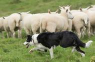 边境牧羊犬的聪明才智：为何它不是最受欢迎的宠物狗？