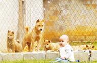 田园犬被误认为柴犬，揭秘它们其实是日本犬的祖先！