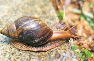 巨型蜗牛：禁止触摸与食用