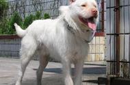 中华田园犬：土猎犬的魅力