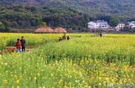 岳阳五彩油菜花海：惊艳的大自然奇迹！