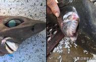深海中的恐怖生物：渔民捕获的鲨鱼