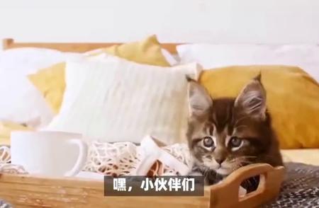 埃及猫：独立自主的时尚宠物，家庭的最佳伴侣