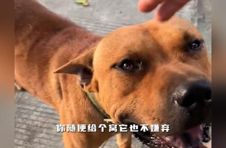 中华田园犬：老祖宗留给我们的珍贵遗产