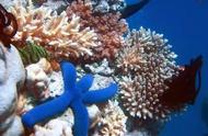 珊瑚礁三角区：新发现的物种与鱼类简介
