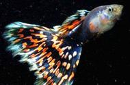 稀有品种：圣马塔利红马赛克孔雀鱼