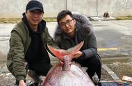 惊人发现！这条稀有的月亮鱼以3890元的价格售出，被制作成三道美食