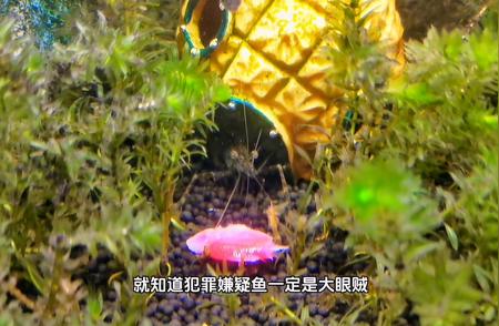 河虾捕食天使鱼的惊心一幕