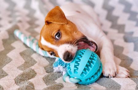 探索狗狗玩具的魅力：如何让宠物狗更快乐？