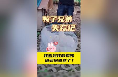 揭秘宠物鸭失踪之谜：真相究竟如何？