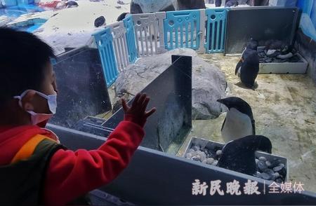 沪籍极地海洋再添新成员：阿德利企鹅破壳而出