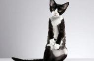加菲猫：世界最温顺的猫之一，你了解它的魅力吗？