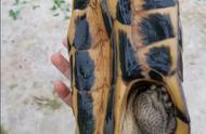 黄喉拟水龟：如何准确分辨公母？