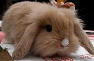 荷兰垂耳兔的特征和性格：如何鉴别？