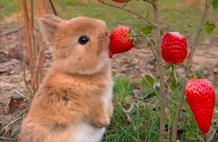 小兔子的魅力世界