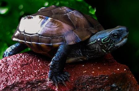 半水龟与水龟：全面解析两者差异！