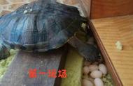 宠物巴西龟惊现14枚产蛋，专家警告：这是外来物种，请勿随意放生