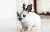 兔子家族：探索不同品种的兔子及其独特性