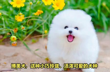 博美犬的寿命及养护知识