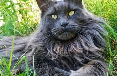 卢多：全球最大的缅因猫之王