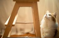 猫咪摄影秘籍：9种道具助你轻松拍出高颜值美照