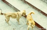 中华田园犬的体质优势：四点特质使其患病率低，值得国人珍爱！