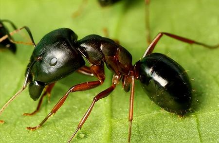 探索宠物蚂蚁世界的奥秘：日本弓背蚁为何最受欢迎？