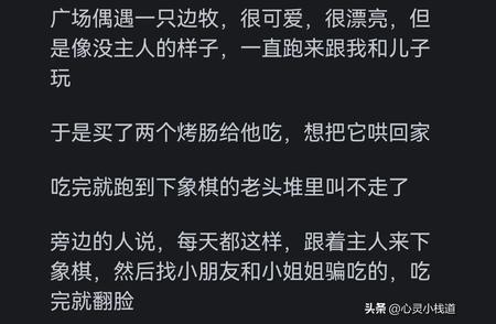 揭秘：为何智力第一的边牧仍遭人冷落？