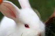 精选宠物兔品种大解析：哪些兔子好看又好养？