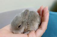 最小的兔子种类是什么？