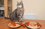 英国虎斑猫的挑食习惯：只爱意面和披萨