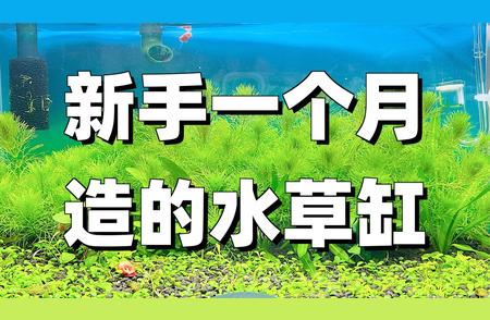 一个月心血结晶：小水草缸的养护之旅