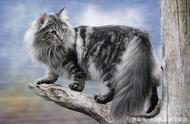 神秘的森林守护者：挪威森林猫的故事