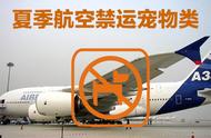 夏季高温来袭：宠物猫狗航空托运须知