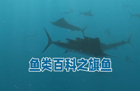 旗鱼的神秘世界：探索海洋中的速度之王