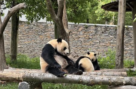 熊猫基地严格规定：禁止带宠物入园