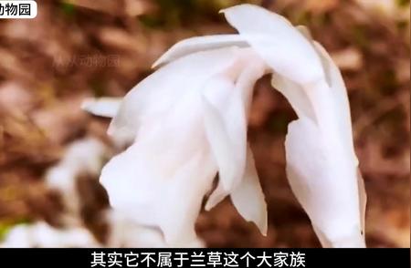 水晶兰：神秘植物科普揭秘