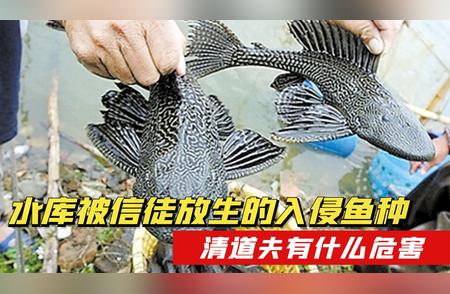 生物入侵警示：信徒放生清道夫，水库生态环境遭破坏！