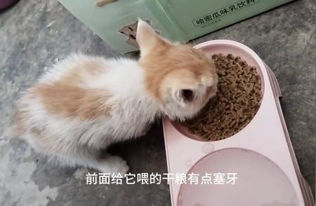 新晋猫奴必备：为小猫咪起一个温馨的名字