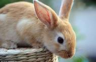 家兔与野兔：无关的两种兔子