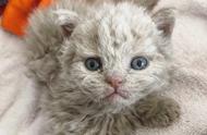 主人意外捡到的卷毛流浪猫竟是罕见品种，价值高达2万元