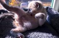 布偶猫露出的惊艳笑容，吸引了数百万网友的关注，被誉为喵界的蒙娜丽莎