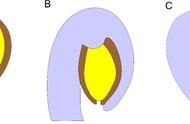 揭秘花朵起源：1.26亿年前化石的科学解读