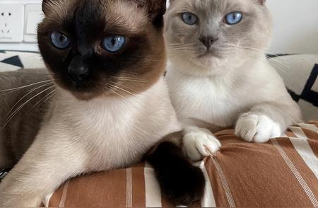 暹罗猫的魅力：为何它受到广大爱猫人士的热烈追捧