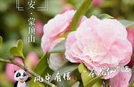 蒙顶山茶花仙的风中来信