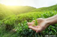 一文了解：如何区分绿茶、白茶、黄茶、红茶、乌龙茶和黑茶