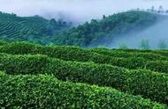 扬子江心水，蒙山顶上茶：蒙顶甘露的独特魅力